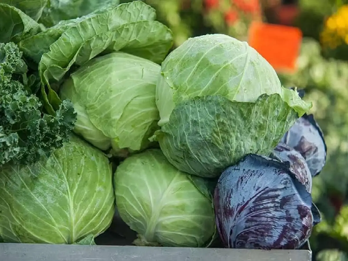Onions Prices Are Rising, These 7 Vegetables Can Surprisingly Replace It In Indian Cooking 6 1782308262 Cabbage 2026 02 9459b2d3add26fcb41ad5a19dafdec7e