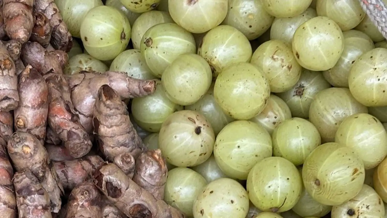 Benefits for Immunity and Digestion: Amla is widely known for supporting the immune system because of its high vitamin C content. It may also promote healthy digestion, help relieve constipation and support a healthy balance of gut bacteria, contributing to better digestive health. Benefits for Immunity and Digestion: Amla is widely known for supporting the immune system because of its high vitamin C content. It may also promote healthy digestion, help relieve constipation and support a healthy balance of gut bacteria, contributing to better digestive health.