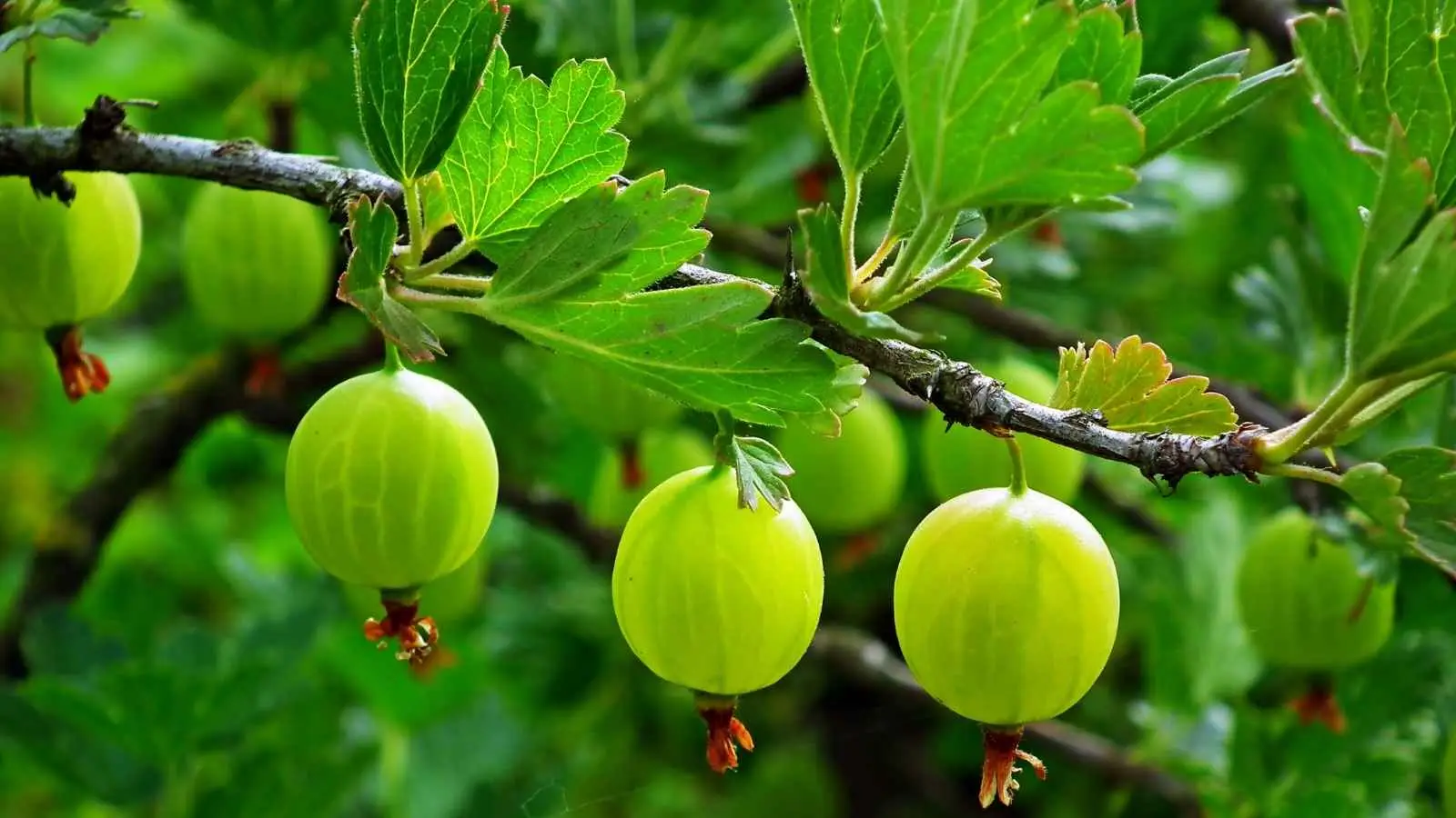 Why Amla Is Considered a Superfood: Amla, also known as Indian gooseberry, is one of the most nutritious fruits used in Ayurveda. It is naturally rich in vitamin C, antioxidants and essential nutrients that may help strengthen immunity, improve digestion and support overall health when included in a balanced diet. Why Amla Is Considered a Superfood: Amla, also known as Indian gooseberry, is one of the most nutritious fruits used in Ayurveda. It is naturally rich in vitamin C, antioxidants and essential nutrients that may help strengthen immunity, improve digestion and support overall health when included in a balanced diet.
