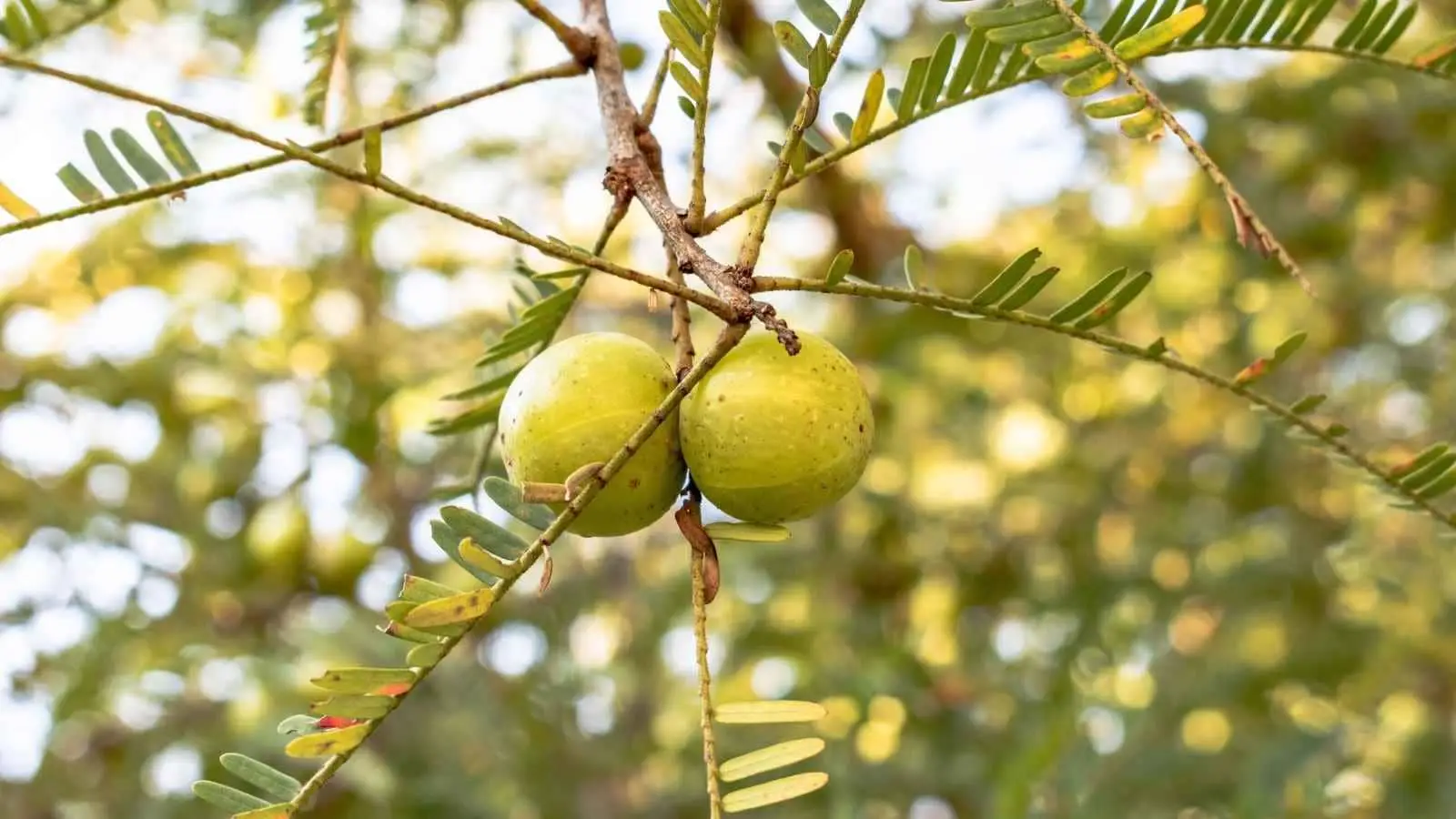 Good for Skin, Hair and Weight Management: The antioxidants in amla may support collagen production, which helps maintain healthy skin. It is also believed to strengthen hair and support metabolism. Some studies suggest its fibre and nutrients may play a role in healthy weight management when combined with a balanced lifestyle. Good for Skin, Hair and Weight Management: The antioxidants in amla may support collagen production, which helps maintain healthy skin. It is also believed to strengthen hair and support metabolism. Some studies suggest its fibre and nutrients may play a role in healthy weight management when combined with a balanced lifestyle.