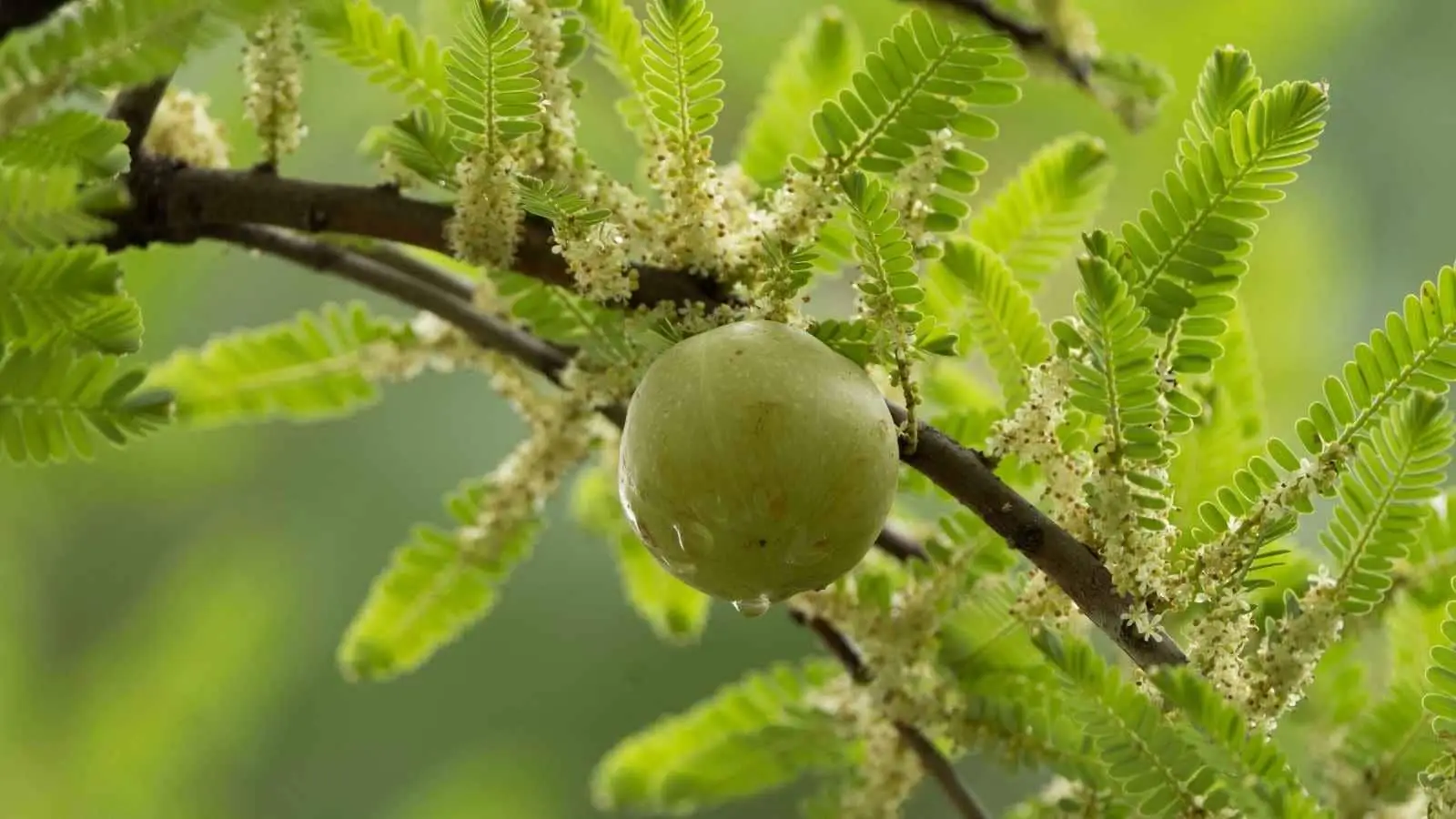 Simple Amla Tip: According to Sadhguru, eating one or two amlas daily can help meet your body's vitamin C needs and support the immune system. He recommends consuming amla regularly as part of a healthy lifestyle rather than relying on supplements alone. Simple Amla Tip: According to Sadhguru, eating one or two amlas daily can help meet your body's vitamin C needs and support the immune system. He recommends consuming amla regularly as part of a healthy lifestyle rather than relying on supplements alone.