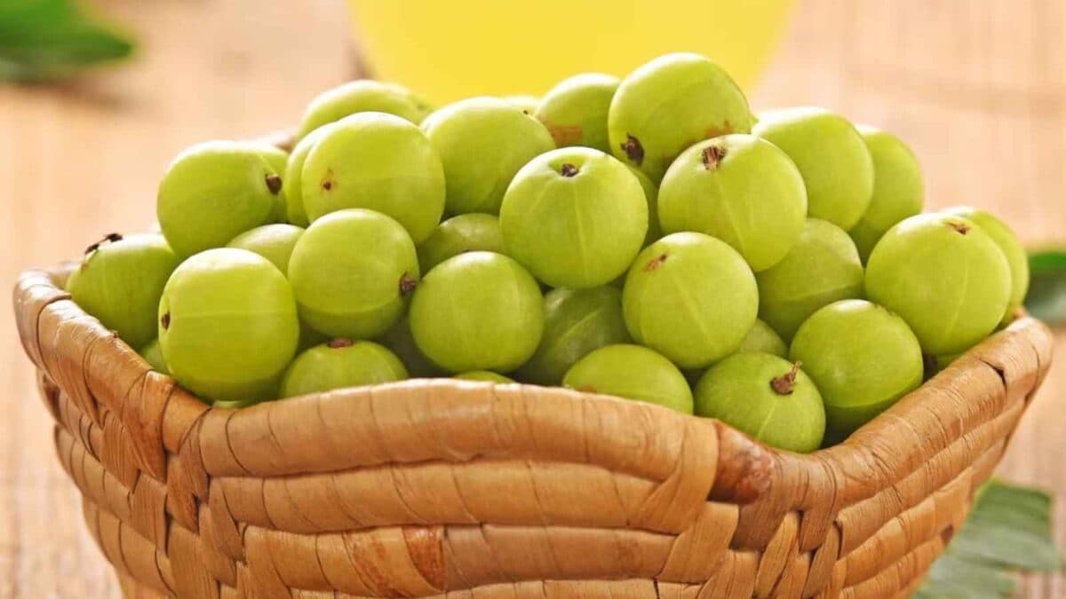 Amla Benefits: The Right Way to Eat Indian Gooseberry for Better Health 1 amala Benefits 1 2026 08 7b382c606c3749056a0df34edfe5b8bd 1200x675 1