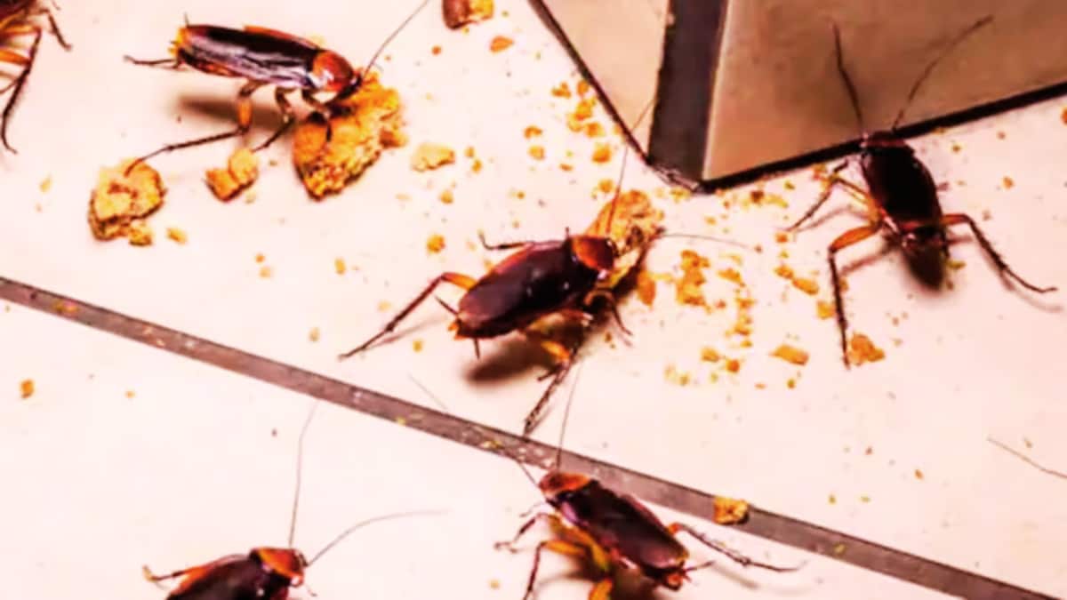 Cockroaches, Rs 1.54 Cr Oil & Expired Food At Amazon Warehouse: Inside Maharashtra FDA’s Latest Crackdown 1 imported 255d79a88d02ff72634a11e5c7ca63a9