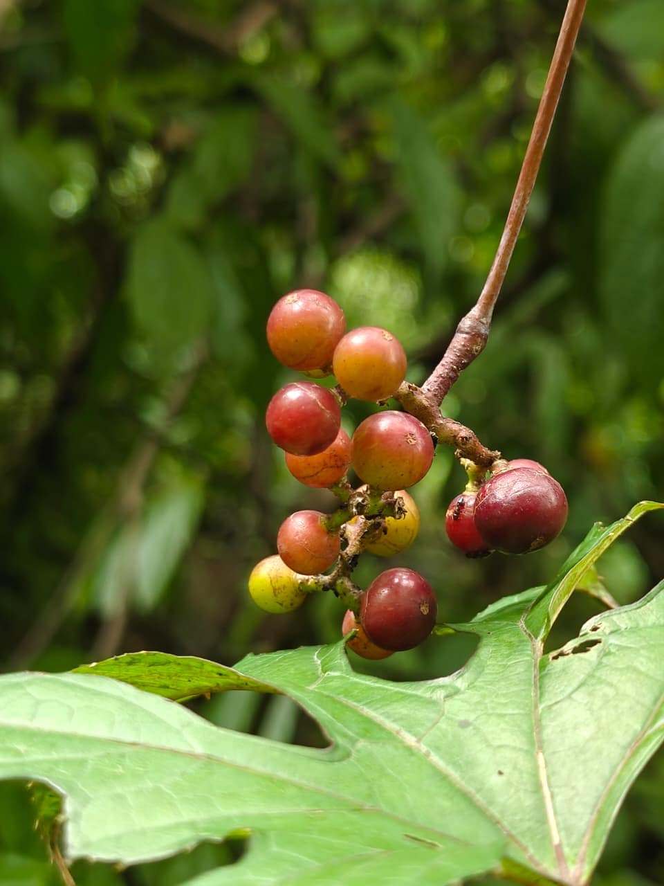 The monsoon brings life to every corner, from towering trees to tiny fruits hidden among the leaves.