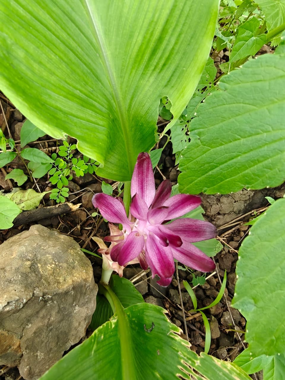 A delicate monsoon flower adds a splash of colour to the otherwise green landscape.